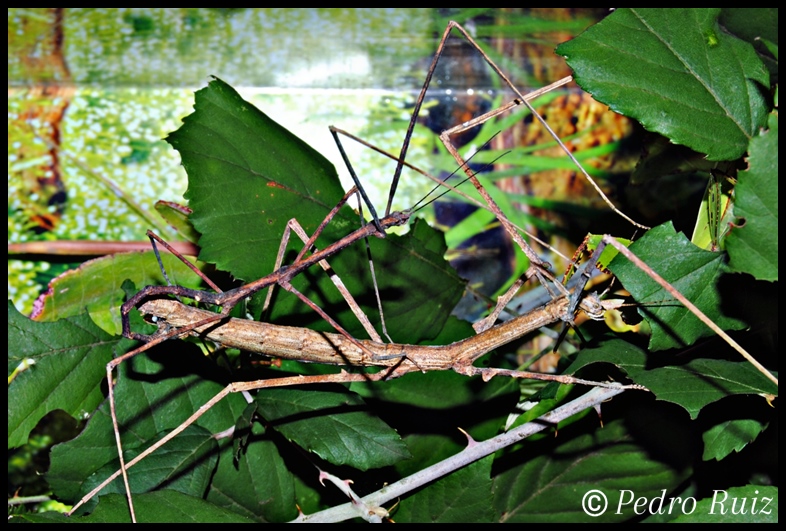 Cópula de Parapachymorpha zomproi Cópula de Parapachymorpha zomproi