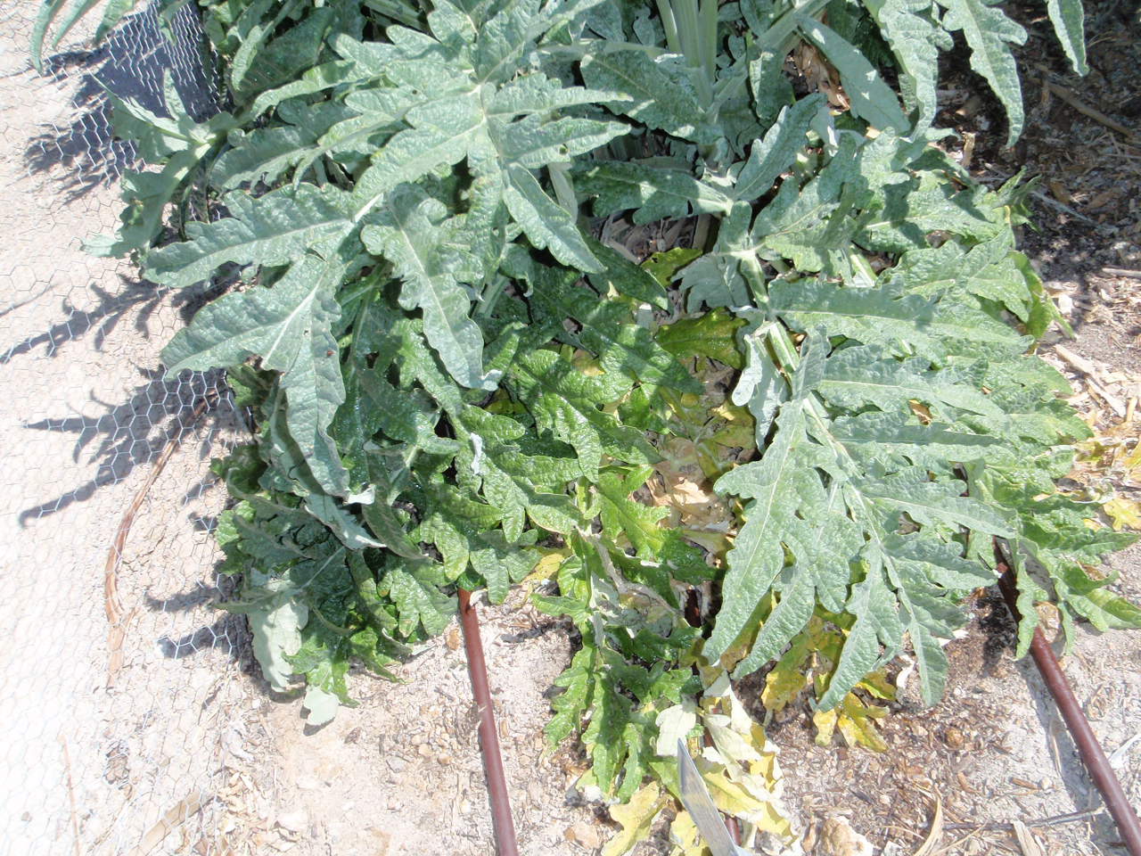 Xtremehorticulture of the Desert Remove Lower Leaves of Artichokes