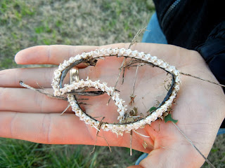 A snake skeleton we found at the Brazoria National Wildlife Refuge
