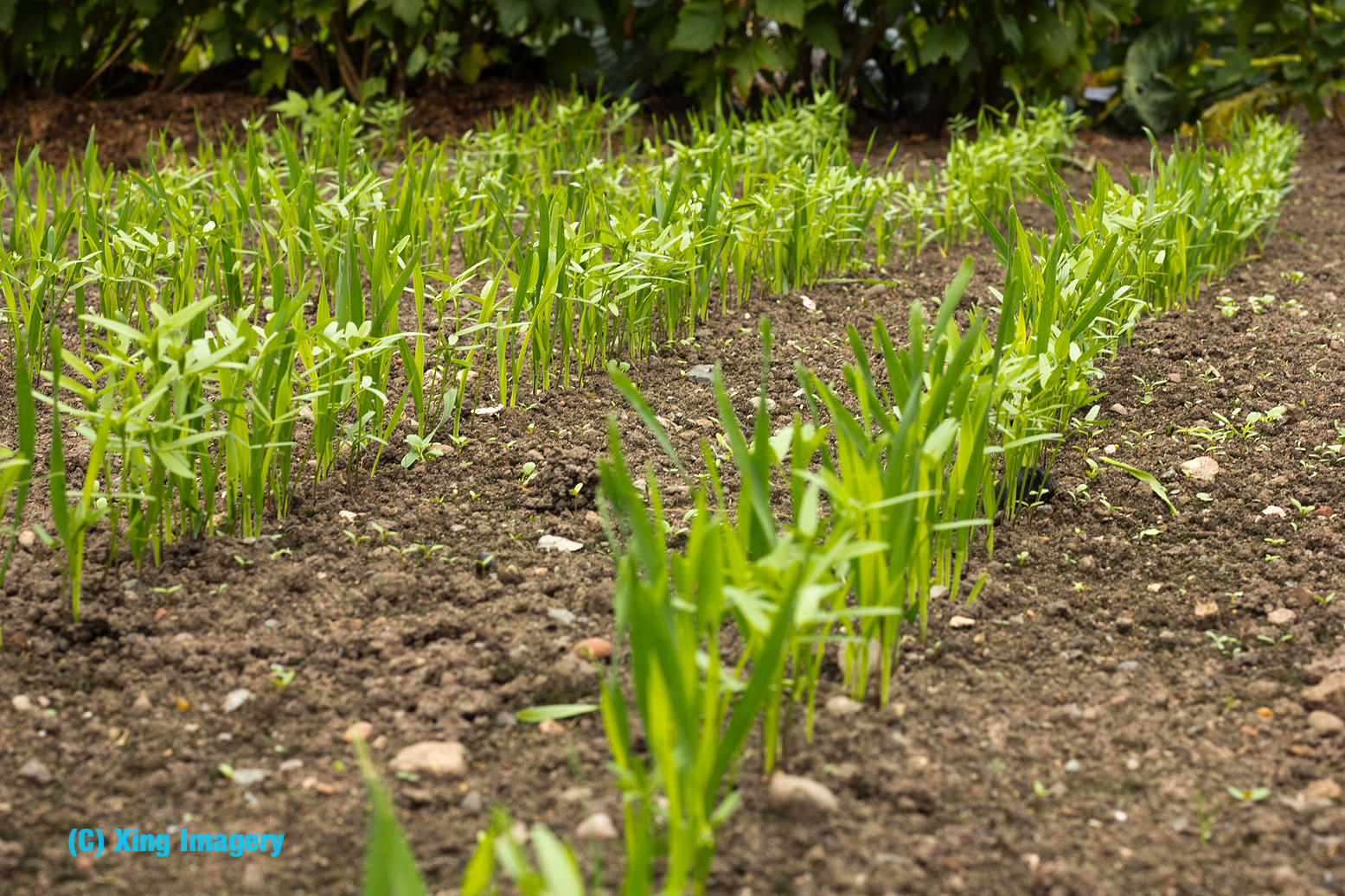 Allotment Garden Planting the green manure