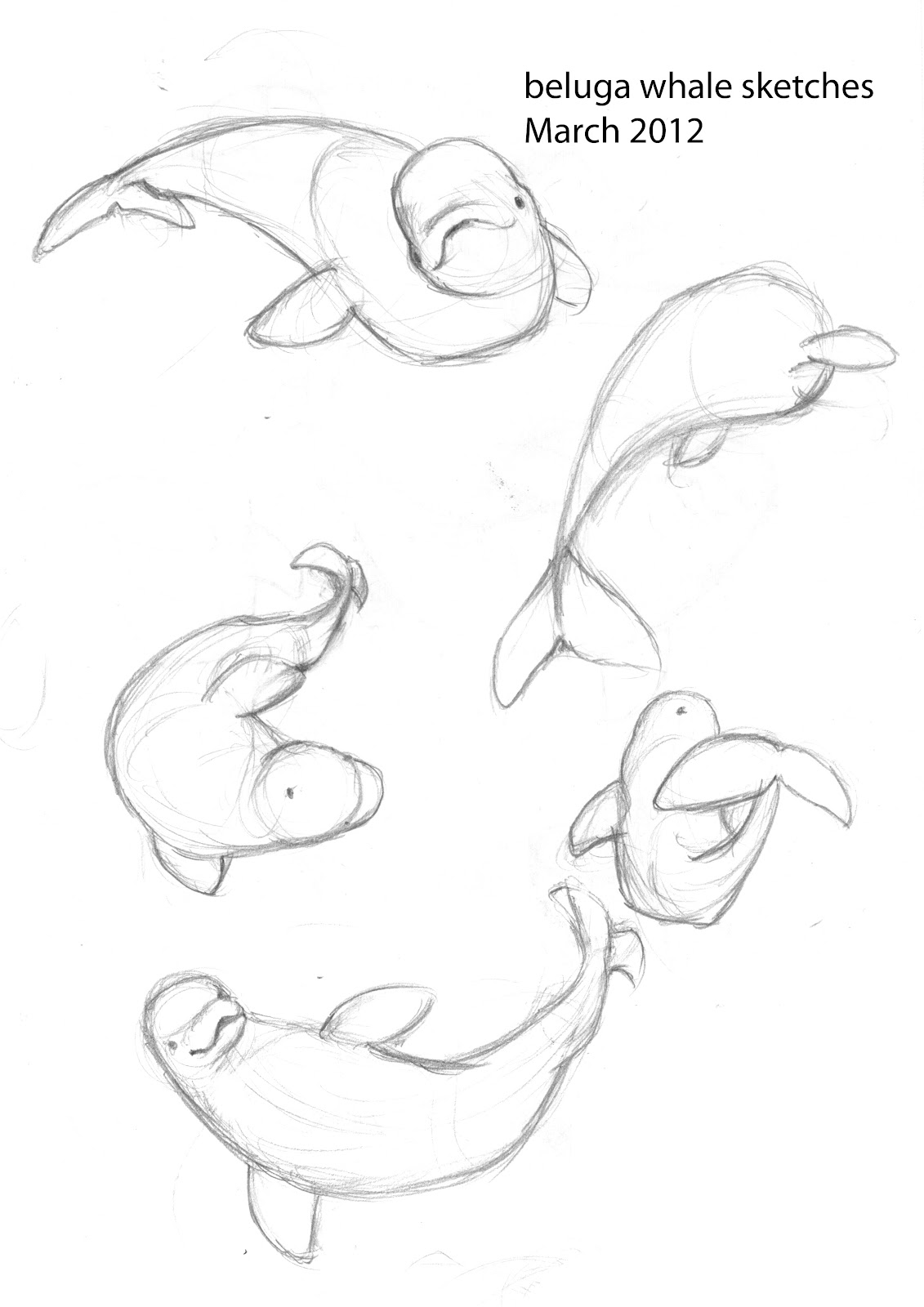 baby beluga coloring pages - photo #4