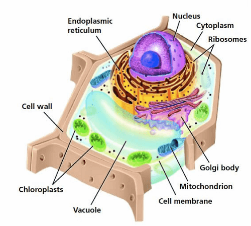 Plant and Animal Cell Differences | Diagrams