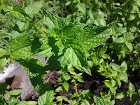 Peppermint plant