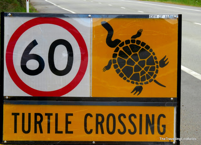 Turtles crossing