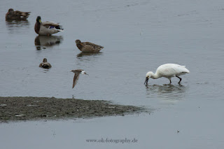 Naturfotografie Wildlifefotografie Lippeaue Löffler