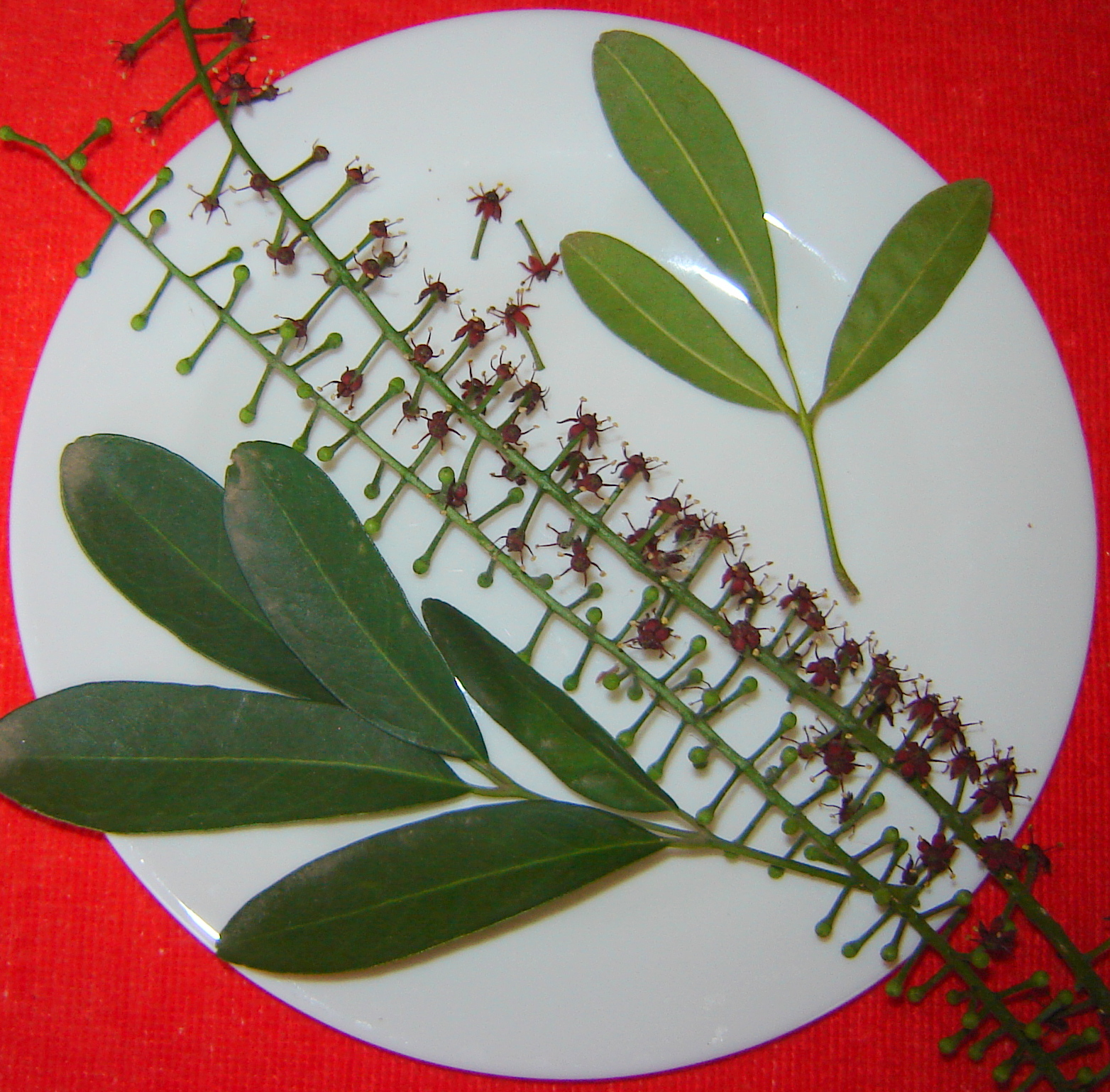 v e r d e c h a c o Jaborandí