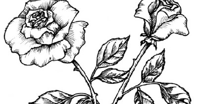 10 Sketsa Gambar  Bunga Labu