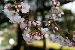 japan sakura flowers national symbol culture kyoto heart