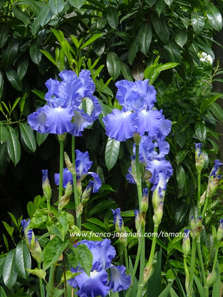 パリ モザイク 桐の花を見にサンジェルマン