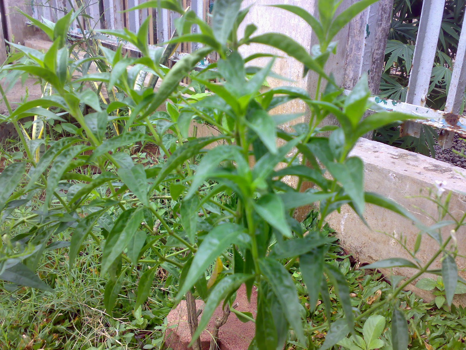 Resep / Ramuan Obat Alami Prof Dr. HM Hembing Wijayakusuma