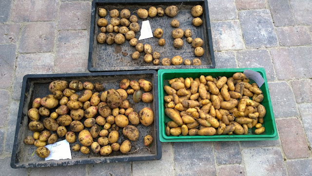 mittelfrühe Kartoffeln (c) by Joachim Wenk 