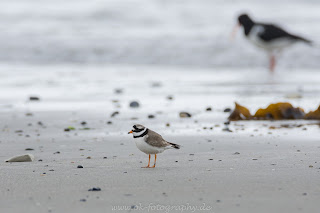 Sandregenpfeifer wildlife auf Helgoland Düne Nikon Olaf Kerber
