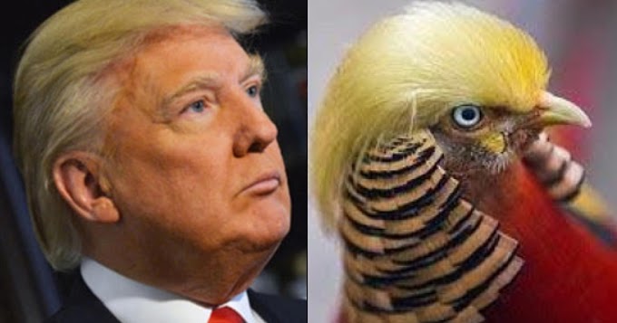 trump flock of seagulls hair trump flock of seagulls hair