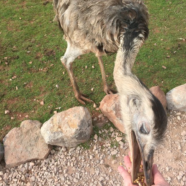 South Lakes Safari Zoo emu