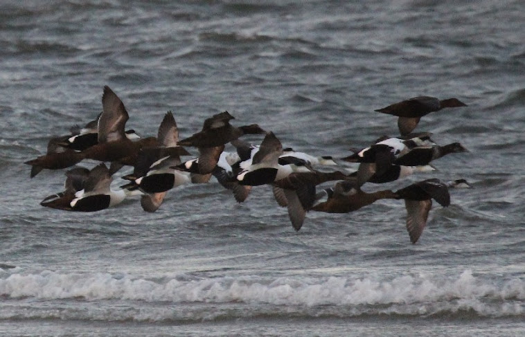 New England Coastal BIrds