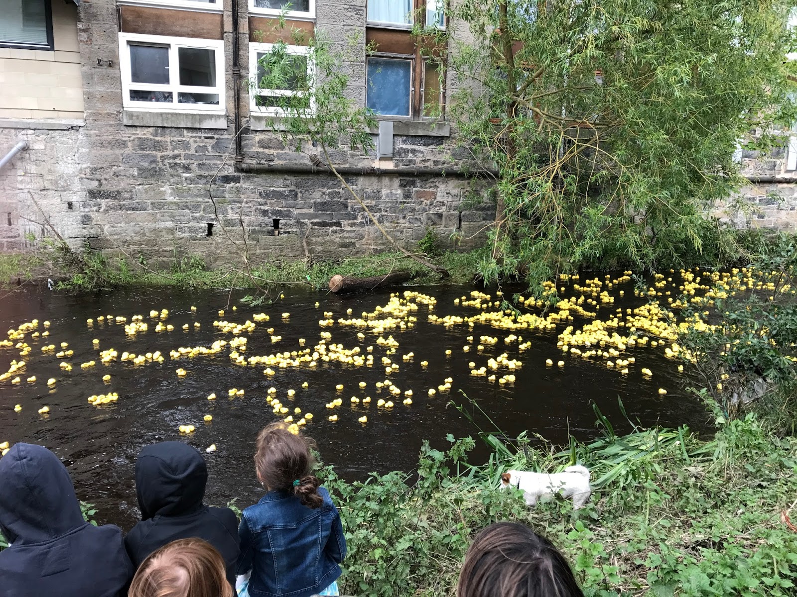 Stockbridge Duck Race, Edinburgh