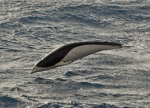 Animals You May Not Have Known Existed - Southern Right Whale Dolphin