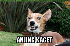 Meme Dunianya Anjing Ini Kekocakannya Bikin Cengar Cengir