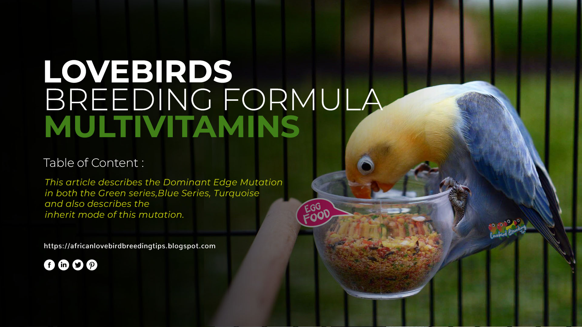 Lovebird Breeding Formula Multivitamin African Lovebird Mutation