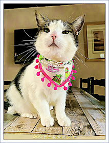 Real Man Cats Wear PINK - Melvyn Modelling at BBHQ ©BionicBasil® Caturday Art