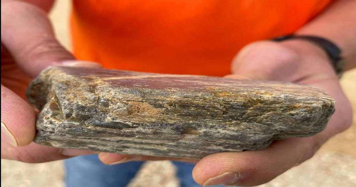Odd fossil found in Mississippi gravel is ‘a needle in a haystack’ from