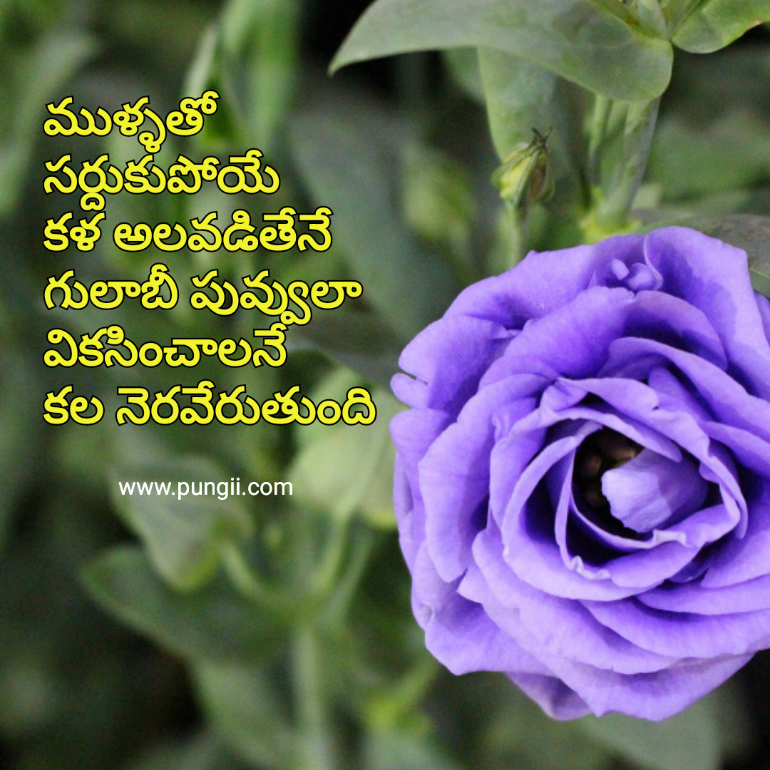 these beautiful Good Morning Quotes In Telugu and you can very happily sharer these fabulous Good Morning Quotes Telugu so as to impress your loved ones