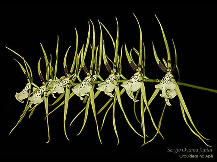 Orquídeas no Apê: Orquídea Aranha - Brassia verrucosa