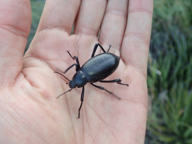 Eleodes spinipes Eleodes spinipes