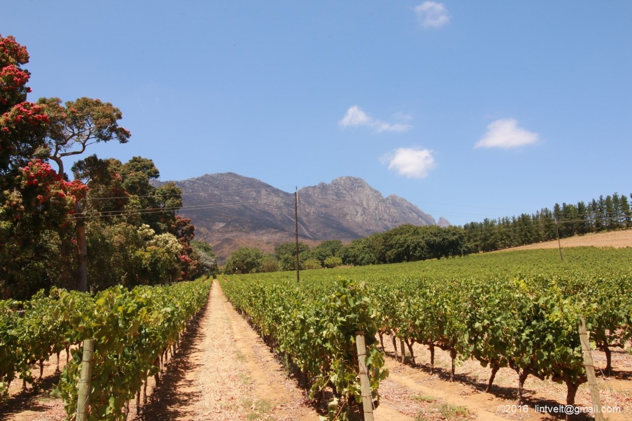 Simonsberg Wildfire Damage at Delheim and Muratie Wine Estates