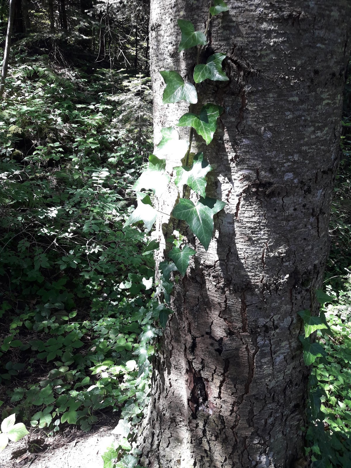 Kahve Tadında… Bursa Alaçam Ormanı