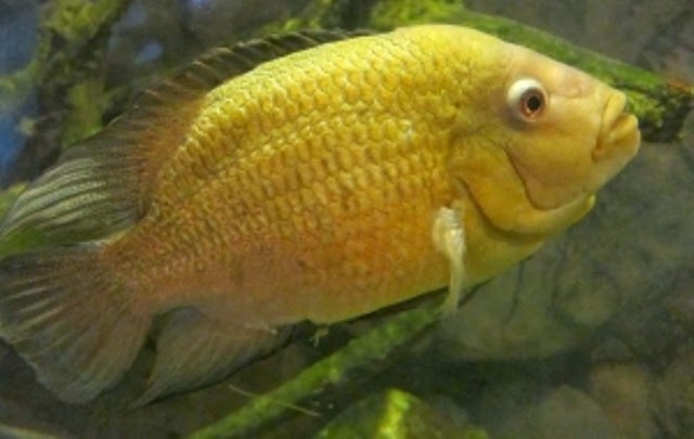 Cencu ikan lohan Cencu ikan lohan