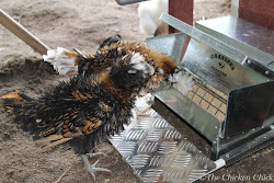 chickens chicken coop predator feeder proof weasel run predators chick proofing feeders tips rats using feed treadle grandpa flock damage