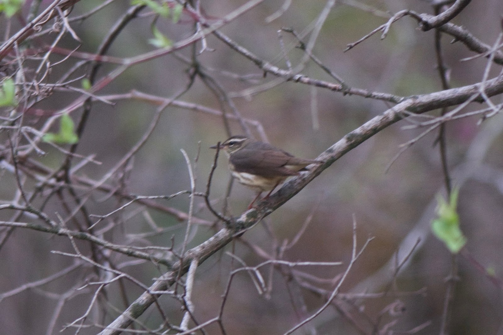 Arcticory... Hawkeyes vs. eagle eyes