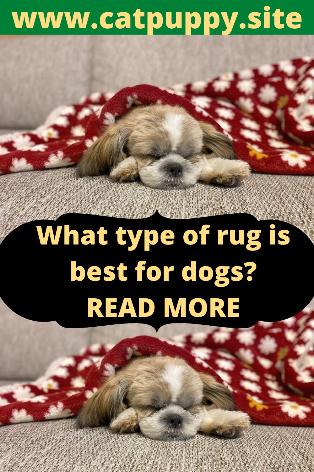 Most popular dog breeds 2021 DOG AND CAT