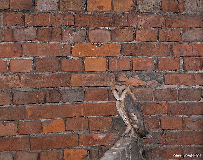 Ciuful de camp (Asio flammeus)