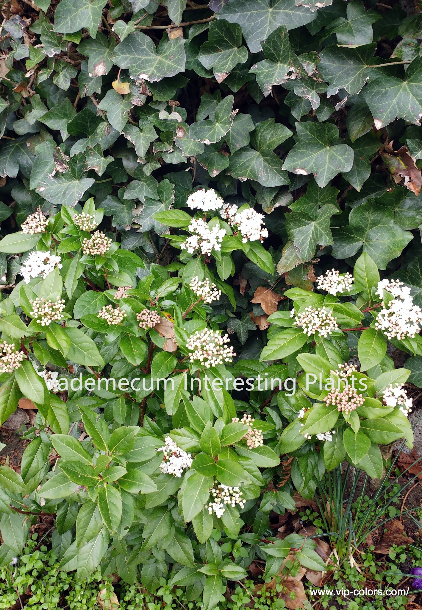 Vademecum Interesting Plants Viburnum tinus Kalina wawrzynowata