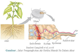 Aplikasi Konsep Tekanan Zat pada Makhluk Hidup