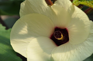 Okra Flower