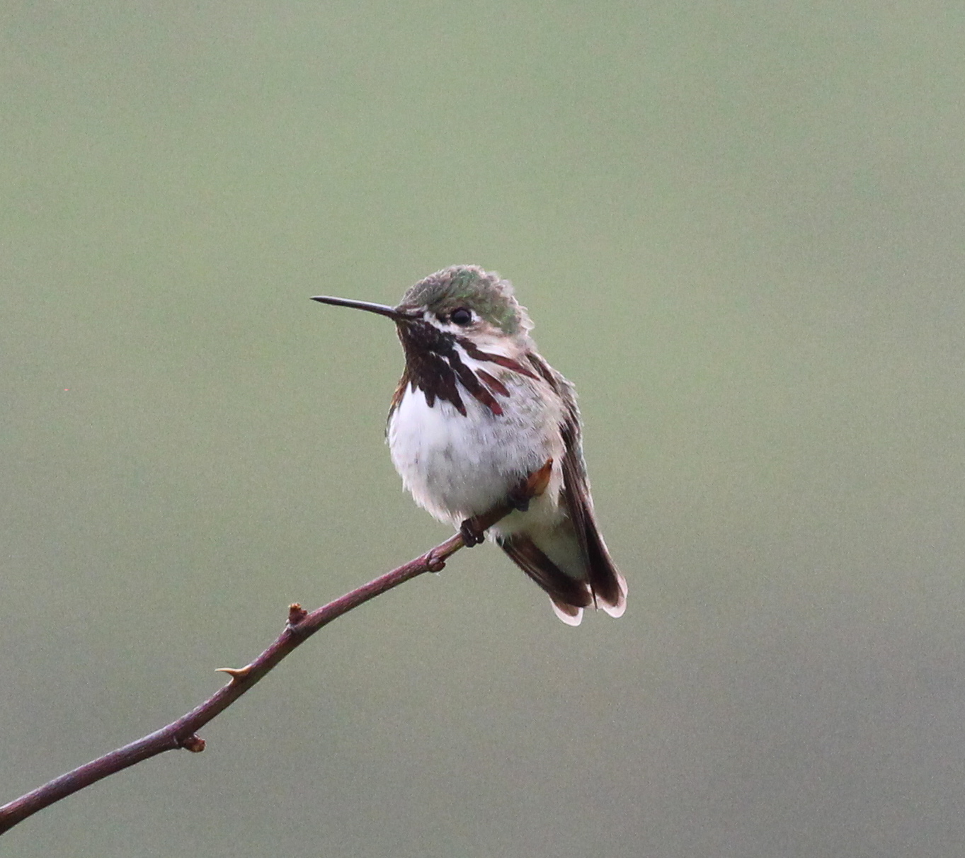 Chris Siddle Okanagan Birder Birds of Vernon and the North Okanagan Birds Around Feeders.