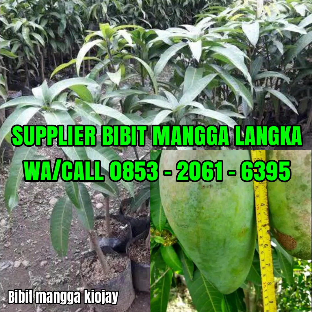 Bibit Tanaman Bibit Mangga Golek Super Shopee Indonesia