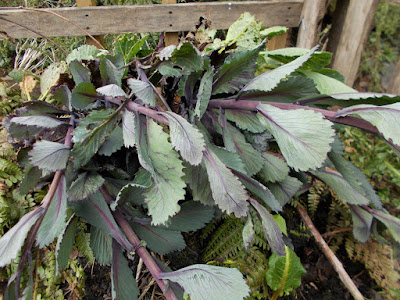 Cabbages 80 Minute Allotment Green Fingered Blog