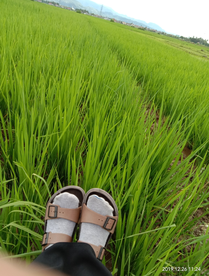Tentang Saya Menulis dan Rumput Tetangga