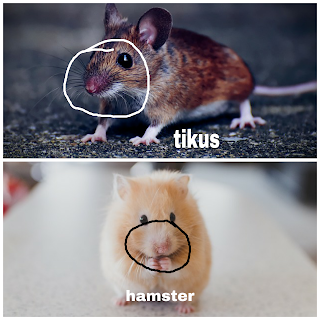 perbedaan hamster dengan tikus
