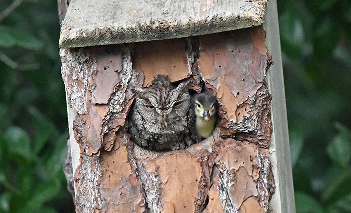 Adorable Pictures Of An Owl Raising A Duckling Adorable Pictures Of An Owl Raising A Duckling