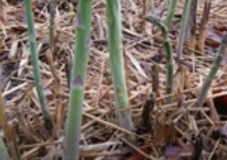 Asparagus (Shatavari) Cultivation in India; A complete information