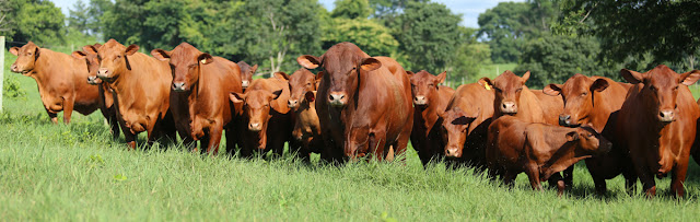 Touro senepol com vacada a campo