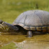 Aș fi mai curând o broască țestoasă: Poveste cu tâlc