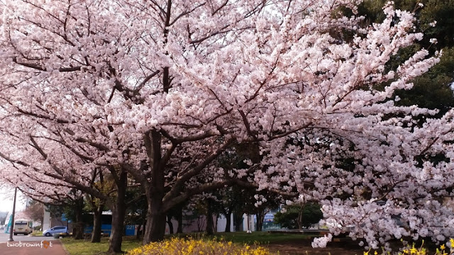 5-spot-melihat-cherry-blossoms-di-korea