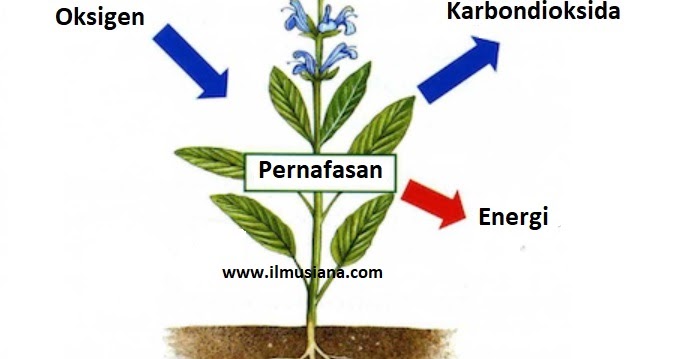 Jawaban Tumbuhan Bernafas Dengan Ilmusiana