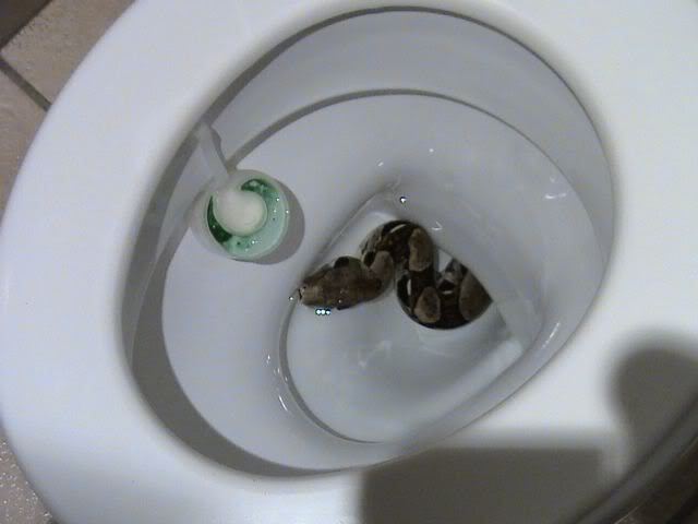Fun Animals Wiki Videos Pictures Stories 5 Animals That Might Show Up In Your Toilet